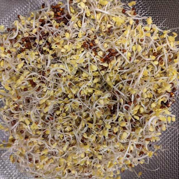 Eat broccoli sprouts for your kidneys Surface Your Real Self