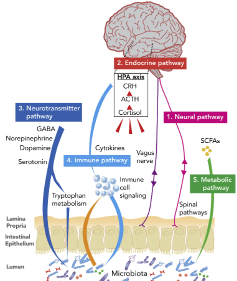 The future of your brain is in your gut right now | Surface Your Real Self