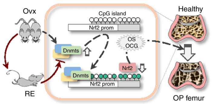 Nrf2 promoter demethylation