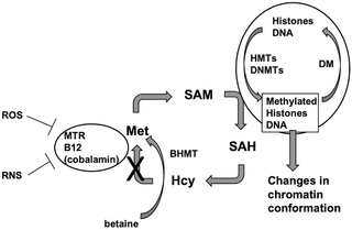 journal.pone.0250486.g001
