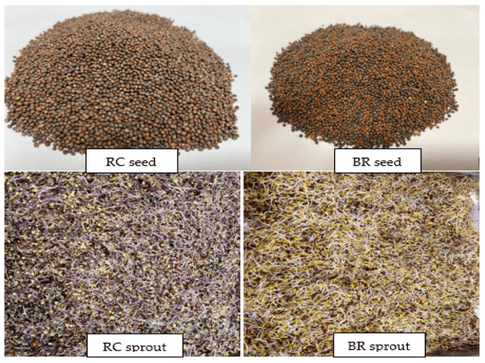 RC and BR seeds vs sprouts