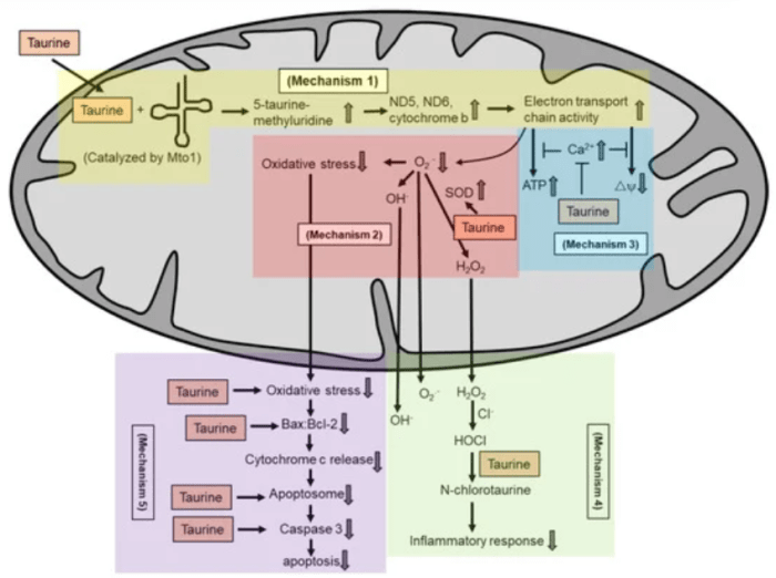 taurine mechanisms