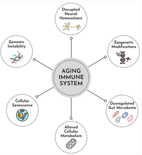aging immune system