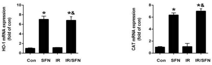 Nrf2 downstream antioxidant genes induced by SFN