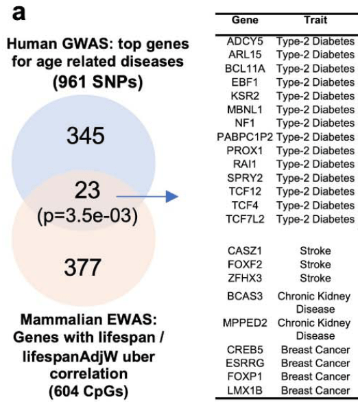 Human aging genes vs mammalian LUC