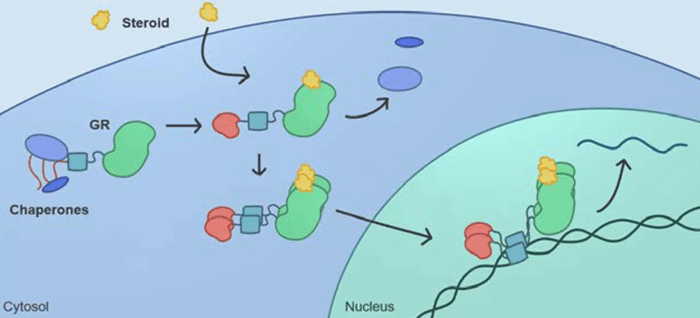glucocorticoid receptor