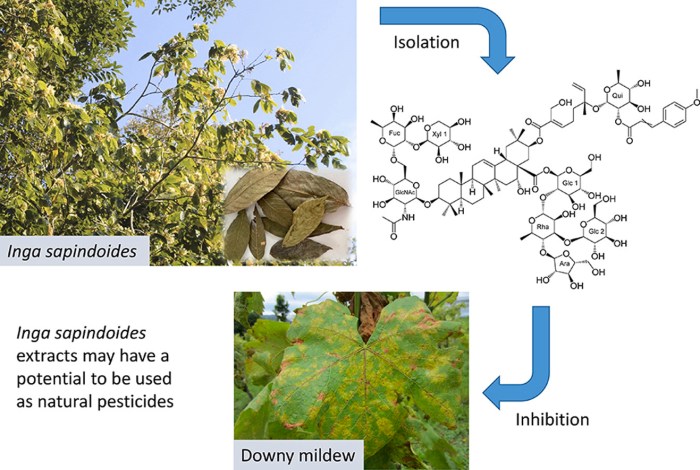Microsoft PowerPoint - graphical abstract_revised