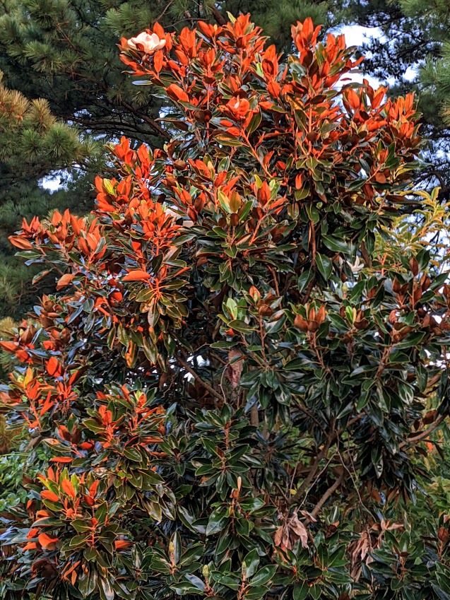 PXL_20220827_104645890