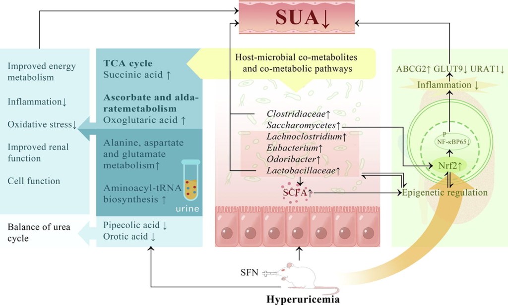 Do broccoli sprouts treat gout and kidney stones? Surface Your Real Self