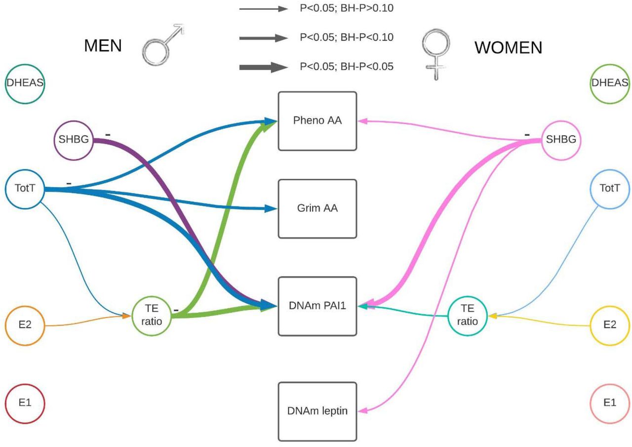 sex hormones and epigenetic clocks