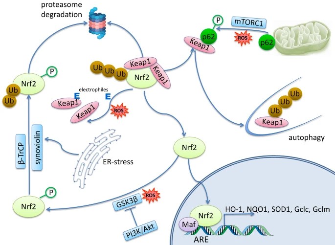 10541_2022_2401_Fig2