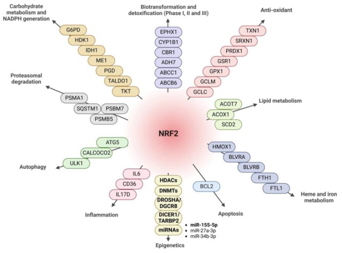 antioxidants-12-00641-g007