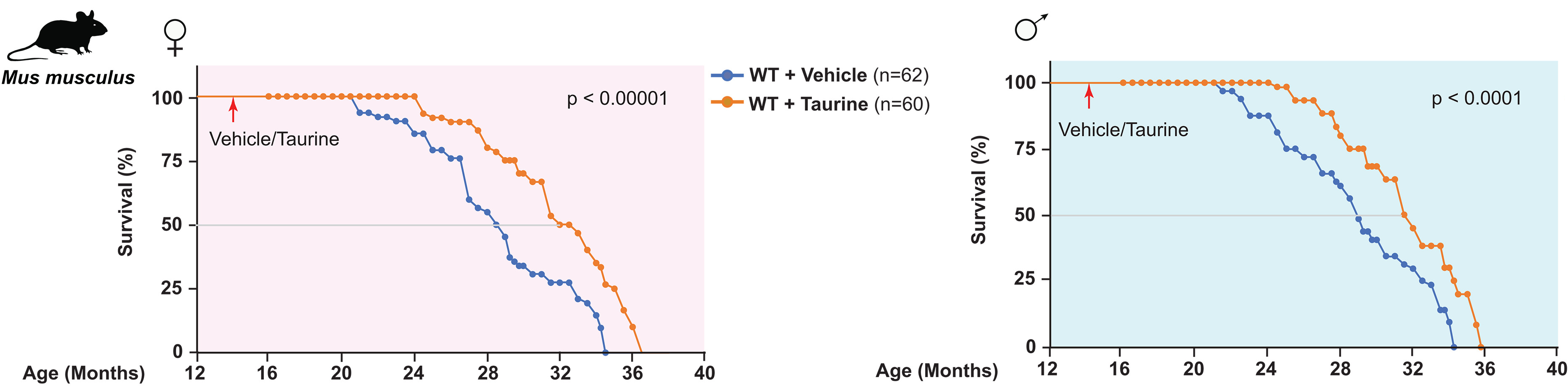 lifespan extension starting taurine in middle age