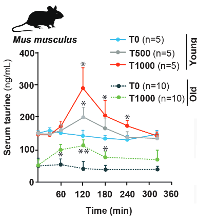 taurine dose