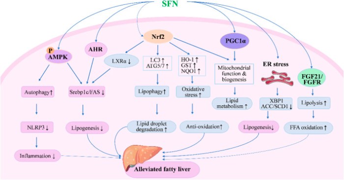 fphar-14-1256029-g001