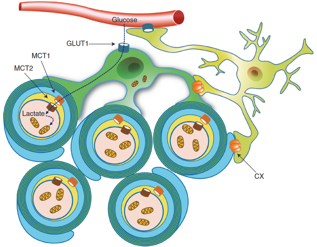 oligodendrocyte